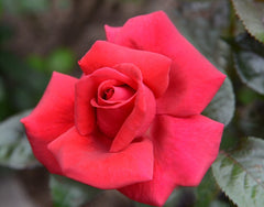 Nirpred Rose Seedlings Flower Seeds Perennial Growing Bonsai Corms Tubers Potted Planting Reblooming Fragrant Garden Roots Rhizomes Species Blooms Plant Bulbs Gardening Tree - Seedsplant