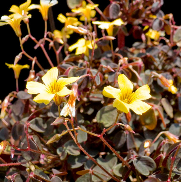 Coppertones Sorrel Oxalis Bulbs Wood Shamrock Perennial Growing Bonsai Roots Rhizomes Corms Tubers Potted Planting Reblooming Fragrant Garden Species Blooms Flower Seeds Plant Gardening