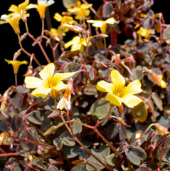 Coppertones Sorrel Oxalis Bulbs Wood Shamrock Perennial Growing Bonsai Roots Rhizomes Corms Tubers Potted Planting Reblooming Fragrant Garden Species Blooms Flower Seeds Plant Gardening