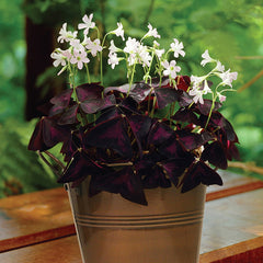 White Part Sun Oxalis Bulbs Wood Sorrel Shamrock Perennial Growing Bonsai Roots Rhizomes Corms Tubers Potted Planting Reblooming Fragrant Garden Species Blooms Flower Seeds Plant Gardening - Seedsplant
