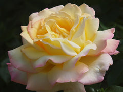 Gloria Dei Rose Seedlings Flower Seeds Perennial Growing Bonsai Corms Tubers Potted Planting Reblooming Fragrant Garden Roots Rhizomes Species Blooms Plant Bulbs Gardening Tree