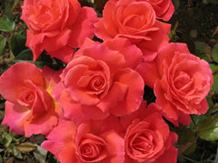 Macmillan Rose Seedlings Flower Seeds Perennial Growing Bonsai Corms Tubers Potted Planting Reblooming Fragrant Garden Roots Rhizomes Species Blooms Plant Bulbs Gardening Tree