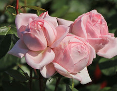 Top Voyage Rose Seedlings Flower Seeds Perennial Growing Bonsai Corms Tubers Potted Planting Reblooming Fragrant Garden Roots Rhizomes Species Blooms Plant Bulbs Gardening Tree