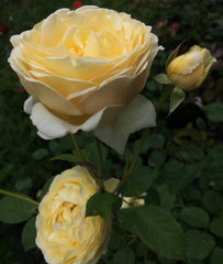 Sunrise Rose Seedlings Flower Seeds Perennial Growing Bonsai Corms Tubers Potted Planting Reblooming Fragrant Garden Roots Rhizomes Species Blooms Plant Bulbs Gardening Tree