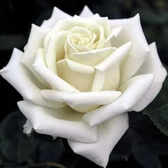 Bong Rose Seedlings Flower Seeds Perennial Growing Bonsai Corms Tubers Potted Planting Reblooming Fragrant Garden Roots Rhizomes Species Blooms Plant Bulbs Gardening Tree