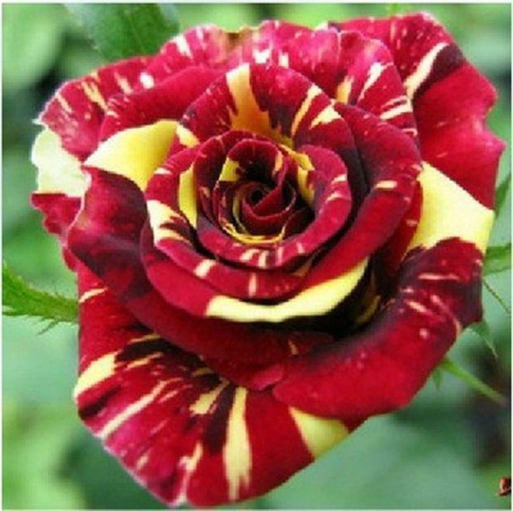 Red Yellow Rose Seedlings Flower Seeds Perennial Growing Bonsai Corms Tubers Potted Planting Reblooming Fragrant Garden Roots Rhizomes Species Blooms Plant Bulbs Gardening Tree