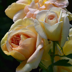 Nothomb Rose Seedlings Flower Seeds Perennial Growing Bonsai Corms Tubers Potted Planting Reblooming Fragrant Garden Roots Rhizomes Species Blooms Plant Bulbs Gardening Tree