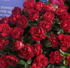 Desmond Tutu Rose Seedlings Flower Seeds Perennial Growing Bonsai Corms Tubers Potted Planting Reblooming Fragrant Garden Roots Rhizomes Species Blooms Plant Bulbs Gardening Tree - Seedsplant