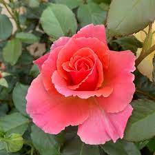 Macmillan Rose Seedlings Flower Seeds Perennial Growing Bonsai Corms Tubers Potted Planting Reblooming Fragrant Garden Roots Rhizomes Species Blooms Plant Bulbs Gardening Tree