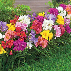 Single Mix Freesia Bulbs Growing Bonsai Roots Rhizomes Corms Tubers Potted Planting Reblooming Fragrant Garden Species Blooms Flower Seeds Plant Gardening