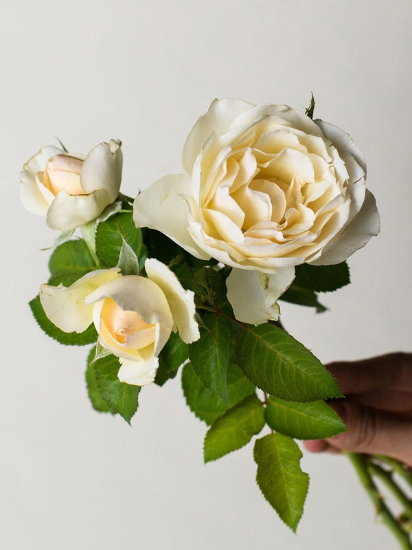 Easy Spirit Rose Seedlings Flower Seeds Perennial Growing Bonsai Corms Tubers Potted Planting Reblooming Fragrant Garden Roots Rhizomes Species Blooms Plant Bulbs Gardening Tree - Seedsplant