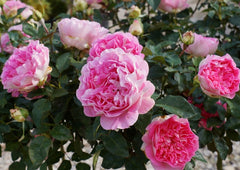 Borneo Odore Rose Seedlings Flower Seeds Perennial Growing Bonsai Corms Tubers Potted Planting Reblooming Fragrant Garden Roots Rhizomes Species Blooms Plant Bulbs Gardening Tree