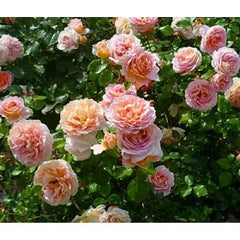 Abraham Rose Seedlings Flower Seeds Perennial Growing Bonsai Corms Tubers Potted Planting Reblooming Fragrant Garden Roots Rhizomes Species Blooms Plant Bulbs Gardening Tree