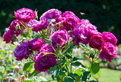 Wild Yonder Rose Seedlings Flower Seeds Perennial Growing Bonsai Corms Tubers Potted Planting Reblooming Fragrant Garden Roots Rhizomes Species Blooms Plant Bulbs Gardening Tree