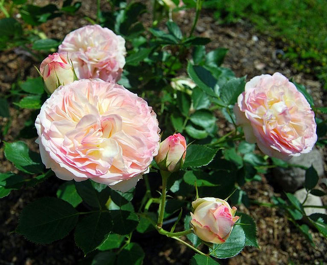 Biedermeier Rose Seedlings Flower Seeds Perennial Growing Bonsai Corms Tubers Potted Planting Reblooming Fragrant Garden Roots Rhizomes Species Blooms Plant Bulbs Gardening Tree - Seedsplant