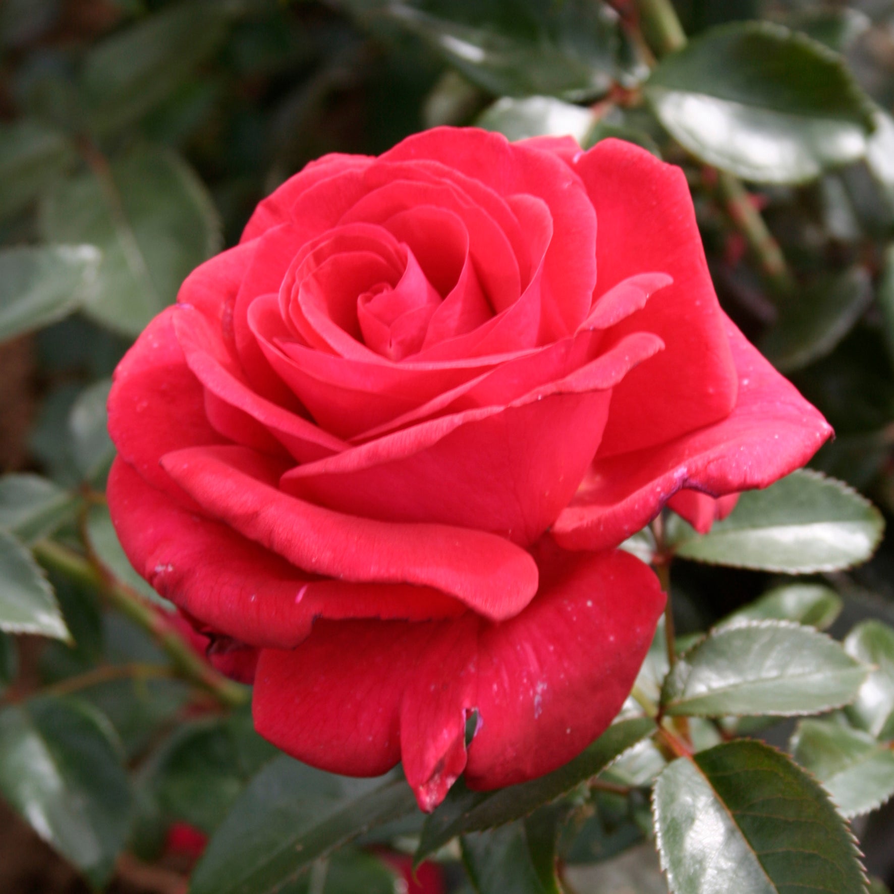 Nirpred Rose Seedlings Flower Seeds Perennial Growing Bonsai Corms Tubers Potted Planting Reblooming Fragrant Garden Roots Rhizomes Species Blooms Plant Bulbs Gardening Tree - Seedsplant