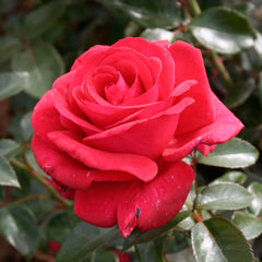 Nirpred Rose Seedlings Flower Seeds Perennial Growing Bonsai Corms Tubers Potted Planting Reblooming Fragrant Garden Roots Rhizomes Species Blooms Plant Bulbs Gardening Tree - Seedsplant