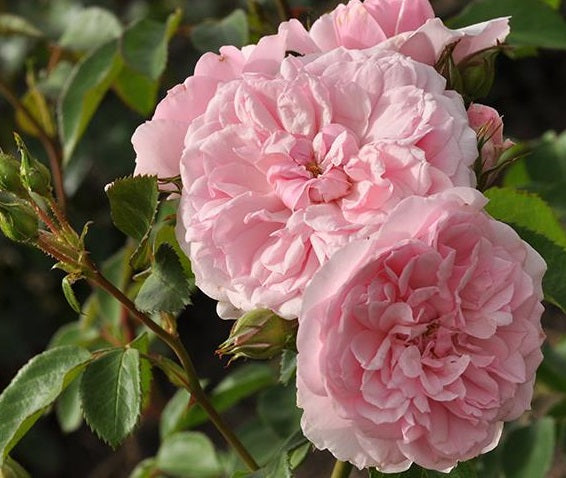 Blush Winterjewel Rose Plant Seedlings Flower Seeds Perennial Growing Bonsai Corms Tubers Potted Planting Reblooming Fragrant Garden Roots Rhizomes Species Blooms Bulbs Gardening Tree