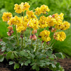 Double Trouble Yellow Oxalis Bulbs Wood Sorrel Shamrock Perennial Growing Bonsai Roots Rhizomes Corms Tubers Potted Planting Reblooming Fragrant Garden Species Blooms Flower Seeds Plant Gardening - Seedsplant