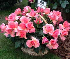 Macmillan Rose Seedlings Flower Seeds Perennial Growing Bonsai Corms Tubers Potted Planting Reblooming Fragrant Garden Roots Rhizomes Species Blooms Plant Bulbs Gardening Tree
