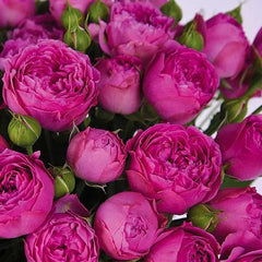 Mysterious Rose Seedlings Flower Seeds Perennial Growing Bonsai Corms Tubers Potted Planting Reblooming Fragrant Garden Roots Rhizomes Species Blooms Plant Bulbs Gardening Tree