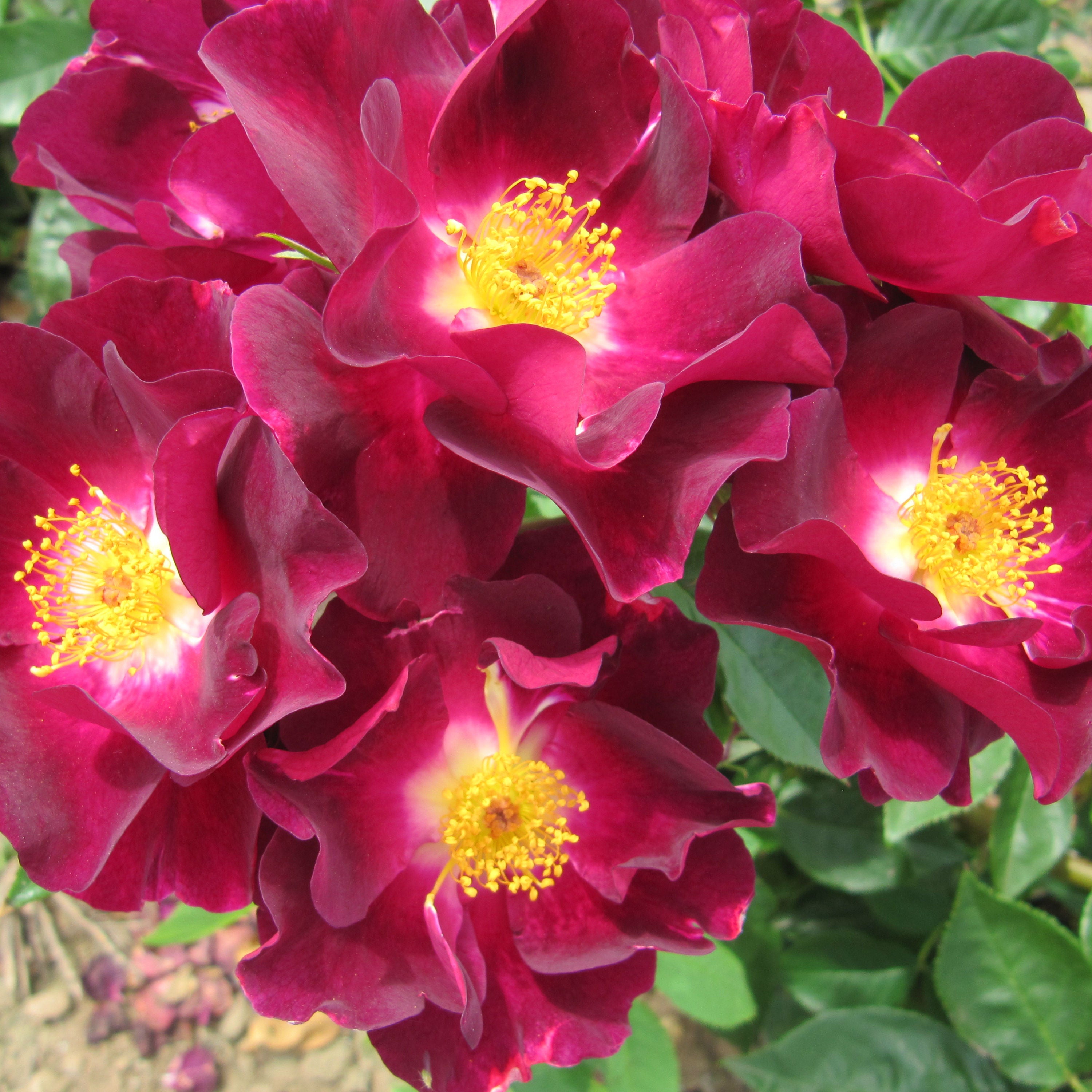 Night Owl Rose Seedlings Flower Seeds Perennial Growing Bonsai Corms Tubers Potted Planting Reblooming Fragrant Garden Roots Rhizomes Species Blooms Plant Bulbs Gardening Tree