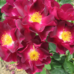 Night Owl Rose Seedlings Flower Seeds Perennial Growing Bonsai Corms Tubers Potted Planting Reblooming Fragrant Garden Roots Rhizomes Species Blooms Plant Bulbs Gardening Tree