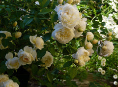 Perpetually Rose Seedlings Flower Seeds Perennial Growing Bonsai Corms Tubers Potted Planting Reblooming Fragrant Garden Roots Rhizomes Species Blooms Plant Bulbs Gardening Tree