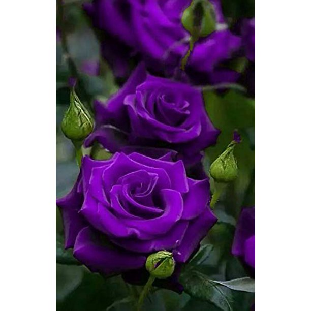 Royal Purple Rose Seedlings Flower Seeds Perennial Growing Bonsai Corms Tubers Potted Planting Reblooming Fragrant Garden Roots Rhizomes Species Blooms Plant Bulbs Gardening Tree