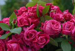 Pomerol Rose Seedlings Flower Seeds Perennial Growing Bonsai Corms Tubers Potted Planting Reblooming Fragrant Garden Roots Rhizomes Species Blooms Plant Bulbs Gardening Tree