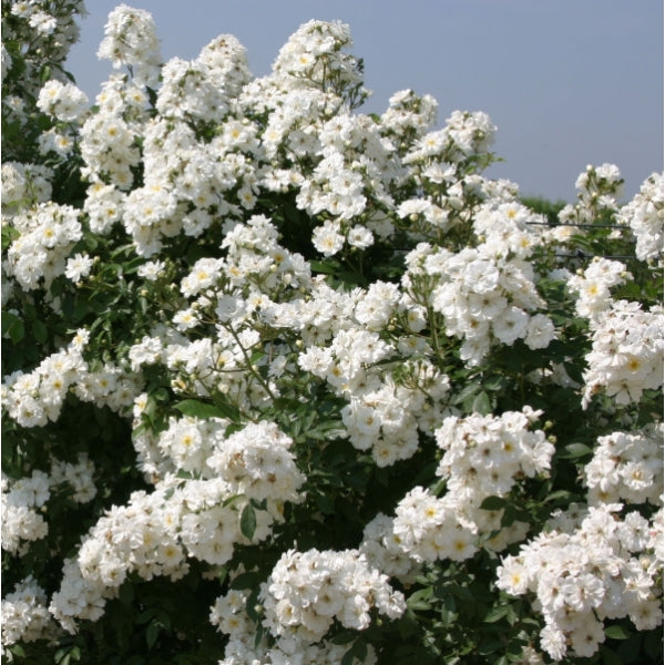 Guirlande Rose Seedlings Flower Seeds Perennial Growing Bonsai Corms Tubers Potted Planting Reblooming Fragrant Garden Roots Rhizomes Species Blooms Plant Bulbs Gardening Tree