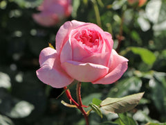 Top Voyage Rose Seedlings Flower Seeds Perennial Growing Bonsai Corms Tubers Potted Planting Reblooming Fragrant Garden Roots Rhizomes Species Blooms Plant Bulbs Gardening Tree