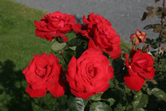 Valentine Rose Seedlings Flower Seeds Perennial Growing Bonsai Corms Tubers Potted Planting Reblooming Fragrant Garden Roots Rhizomes Species Blooms Plant Bulbs Gardening Tree - Seedsplant