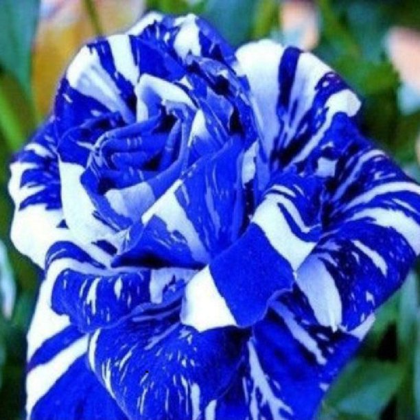 Blue Dragon Rose Seedlings Flower Seeds Perennial Growing Bonsai Corms  Tubers Potted Planting Reblooming Fragrant Garden Roots Rhizomes Species  Blooms Plant Bulbs Gardening Tree