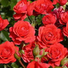 Sash Rose Seedlings Flower Seeds Perennial Growing Bonsai Corms Tubers Potted Planting Reblooming Fragrant Garden Roots Rhizomes Species Blooms Plant Bulbs Gardening Tree - Seedsplant