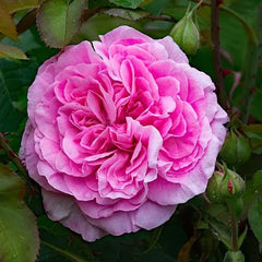 Gertrude Jekyll Rose Seedlings Flower Seeds Perennial Growing Bonsai Corms Tubers Potted Planting Reblooming Fragrant Garden Roots Rhizomes Species Blooms Plant Bulbs Gardening Tree