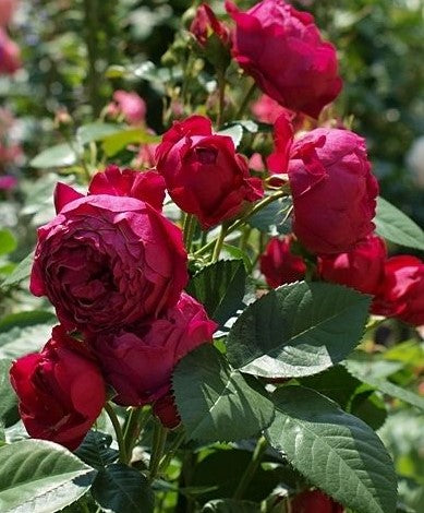 Ascot Rose Seedlings Flower Seeds Perennial Growing Bonsai Corms Tubers Potted Planting Reblooming Fragrant Garden Roots Rhizomes Species Blooms Plant Bulbs Gardening Tree - Seedsplant