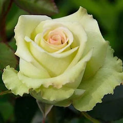 Green Fashion Rose Seedlings Flower Seeds Perennial Growing Bonsai Corms Tubers Potted Planting Reblooming Fragrant Garden Roots Rhizomes Species Blooms Plant Bulbs Gardening Tree