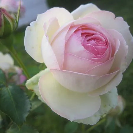 Pink Rose Seedlings Flower Seeds Perennial Growing Bonsai Corms Tubers Potted Planting Reblooming Fragrant Garden Roots Rhizomes Species Blooms Plant Bulbs Gardening Tree