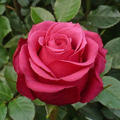 Cherry Rose Seedlings Flower Seeds Perennial Growing Bonsai Corms Tubers Potted Planting Reblooming Fragrant Garden Roots Rhizomes Species Blooms Plant Bulbs Gardening Tree