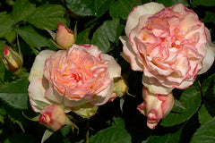 Perfume Kisses Rose Seedlings Flower Seeds Perennial Growing Bonsai Corms Tubers Potted Planting Reblooming Fragrant Garden Roots Rhizomes Species Blooms Plant Bulbs Gardening Tree