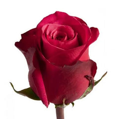 Cherry Rose Seedlings Flower Seeds Perennial Growing Bonsai Corms Tubers Potted Planting Reblooming Fragrant Garden Roots Rhizomes Species Blooms Plant Bulbs Gardening Tree