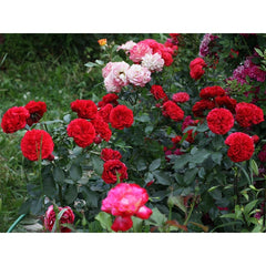 Rosenheim Rose Seedlings Flower Seeds Perennial Growing Bonsai Corms Tubers Potted Planting Reblooming Fragrant Garden Roots Rhizomes Species Blooms Plant Bulbs Gardening Tree