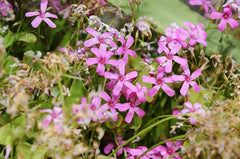 Rosea Oxalis Bulbs Wood Sorrel Shamrock Perennial Growing Bonsai Roots Rhizomes Corms Tubers Potted Planting Reblooming Fragrant Garden Species Blooms Flower Seeds Plant Gardening