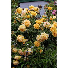 Golden Celebration Rose Seedlings Flower Seeds Perennial Growing Bonsai Corms Tubers Potted Planting Reblooming Fragrant Garden Roots Rhizomes Species Blooms Plant Bulbs Gardening Tree - Seedsplant