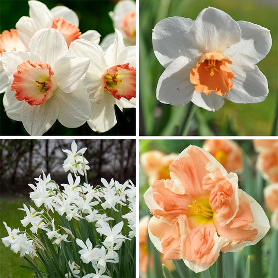 Blushing Daffodil Narcissus Bulbs Blooms Species Growing Bonsai Roots Rhizomes Corms Tubers Potted Planting Reblooming Fragrant Garden Flower Seeds Plant