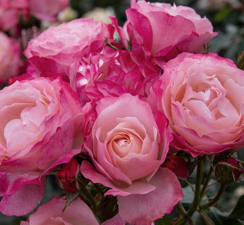 Dolcezza Rose Seedlings Flower Seeds Perennial Growing Bonsai Corms Tubers Potted Planting Reblooming Fragrant Garden Roots Rhizomes Species Blooms Plant Bulbs Gardening Tree - Seedsplant
