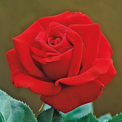 Mr. Lincoln Rose Seedlings Flower Seeds Perennial Growing Bonsai Corms  Tubers Potted Planting Reblooming Fragrant Garden Roots Rhizomes Species  Blooms Plant Bulbs Gardening Tree