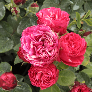 Freska Rose Seedlings Flower Seeds Perennial Growing Bonsai Corms Tubers Potted Planting Reblooming Fragrant Garden Roots Rhizomes Species Blooms Plant Bulbs Gardening Tree - Seedsplant