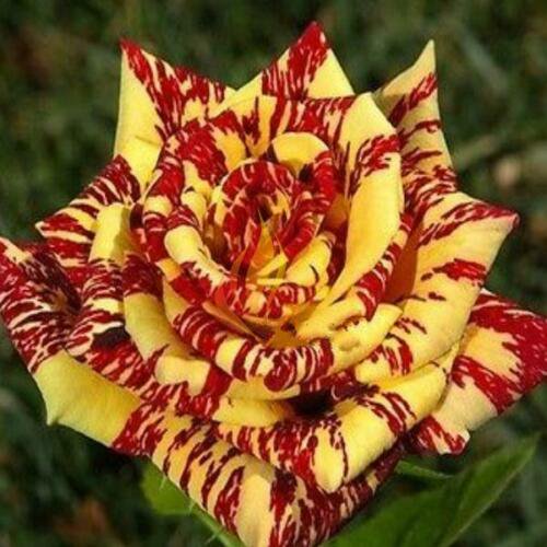 Red Yellow Rose Plant Seedlings Flower Seeds Perennial Growing Bonsai Corms Tubers Potted Planting Reblooming Fragrant Garden Roots Rhizomes Species Blooms Bulbs Gardening Tree